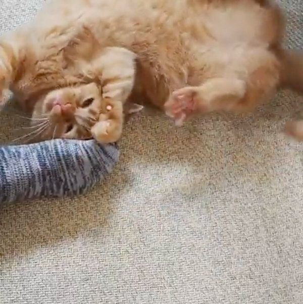 足に絡みつくマンチカン