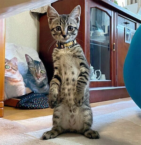 見つめるミュウくん