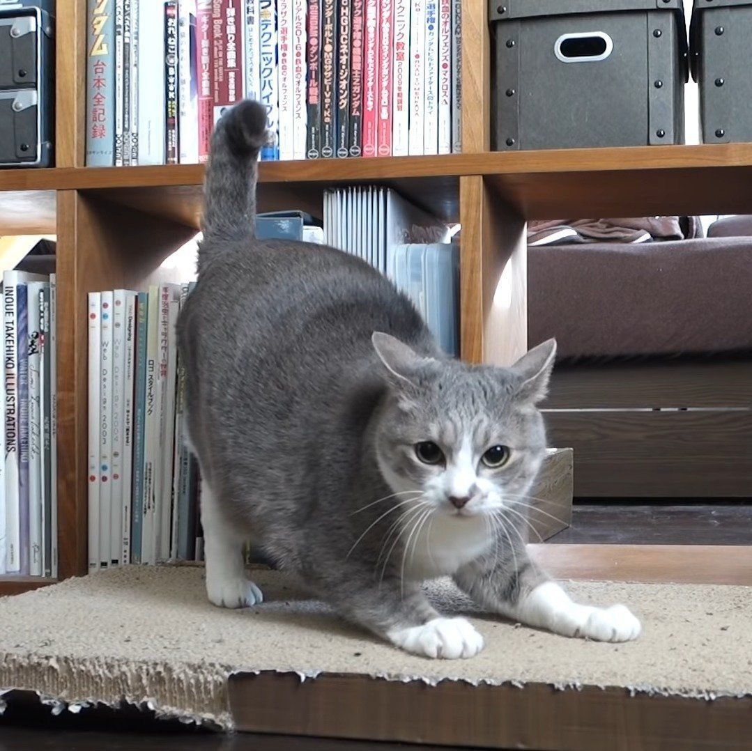 カメラ目線のモアレちゃん