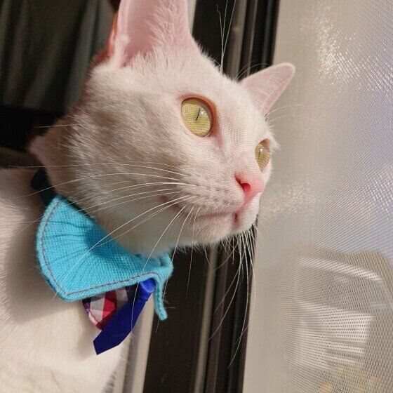 外を見つめるゆきみちゃん