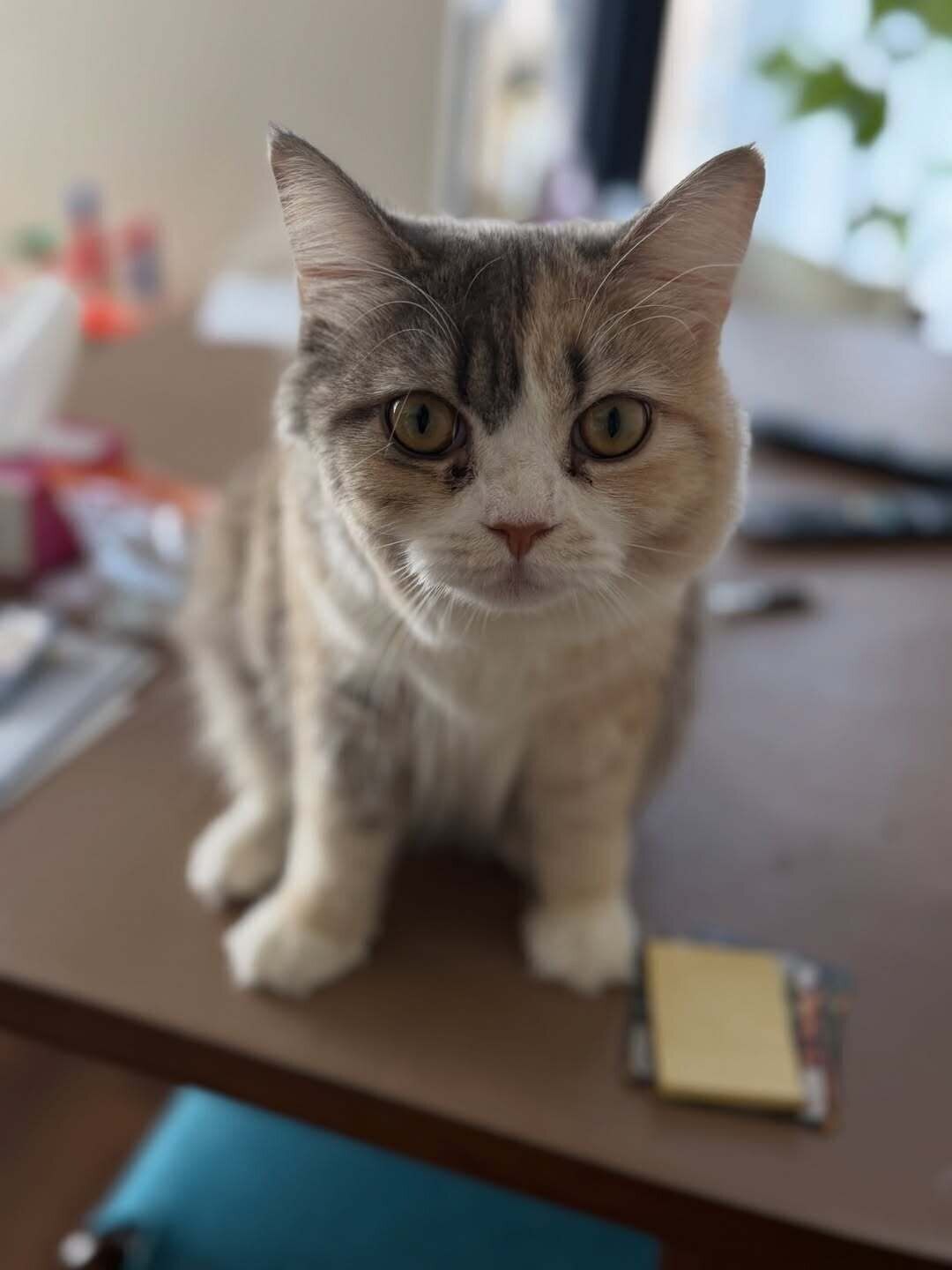 オトナっぽくなった？　にゃーちゃんの最近の様子