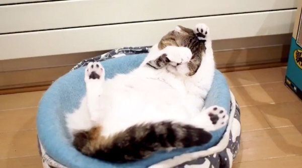 毛づくろいをするスコティッシュフォールド