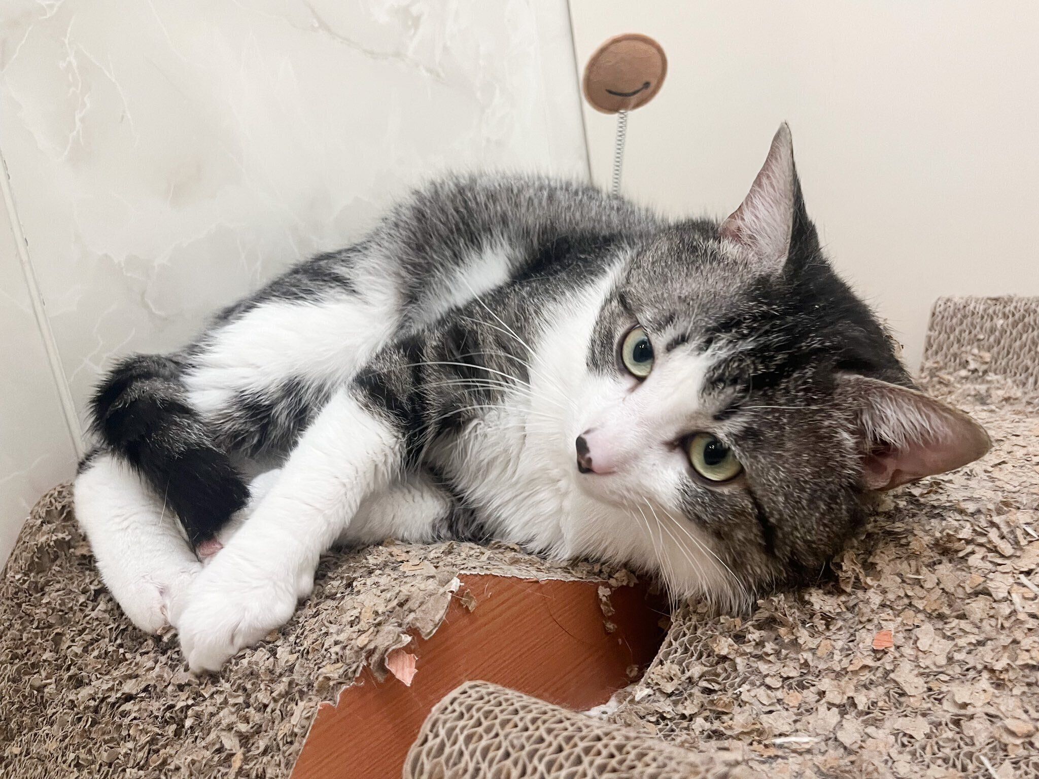 まったりするまるくん