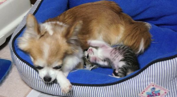 寄り添うチワワと子猫