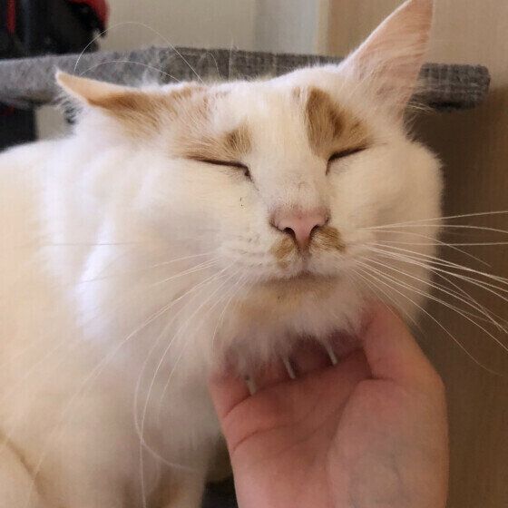 スコティッシュフォールドのたびくん