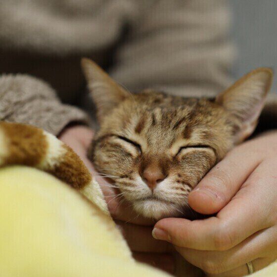 Mix（キジトラ）のぽんずくん♪