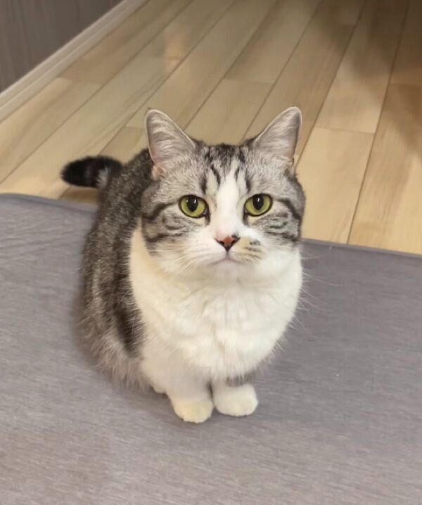 見つめるふにちゃん