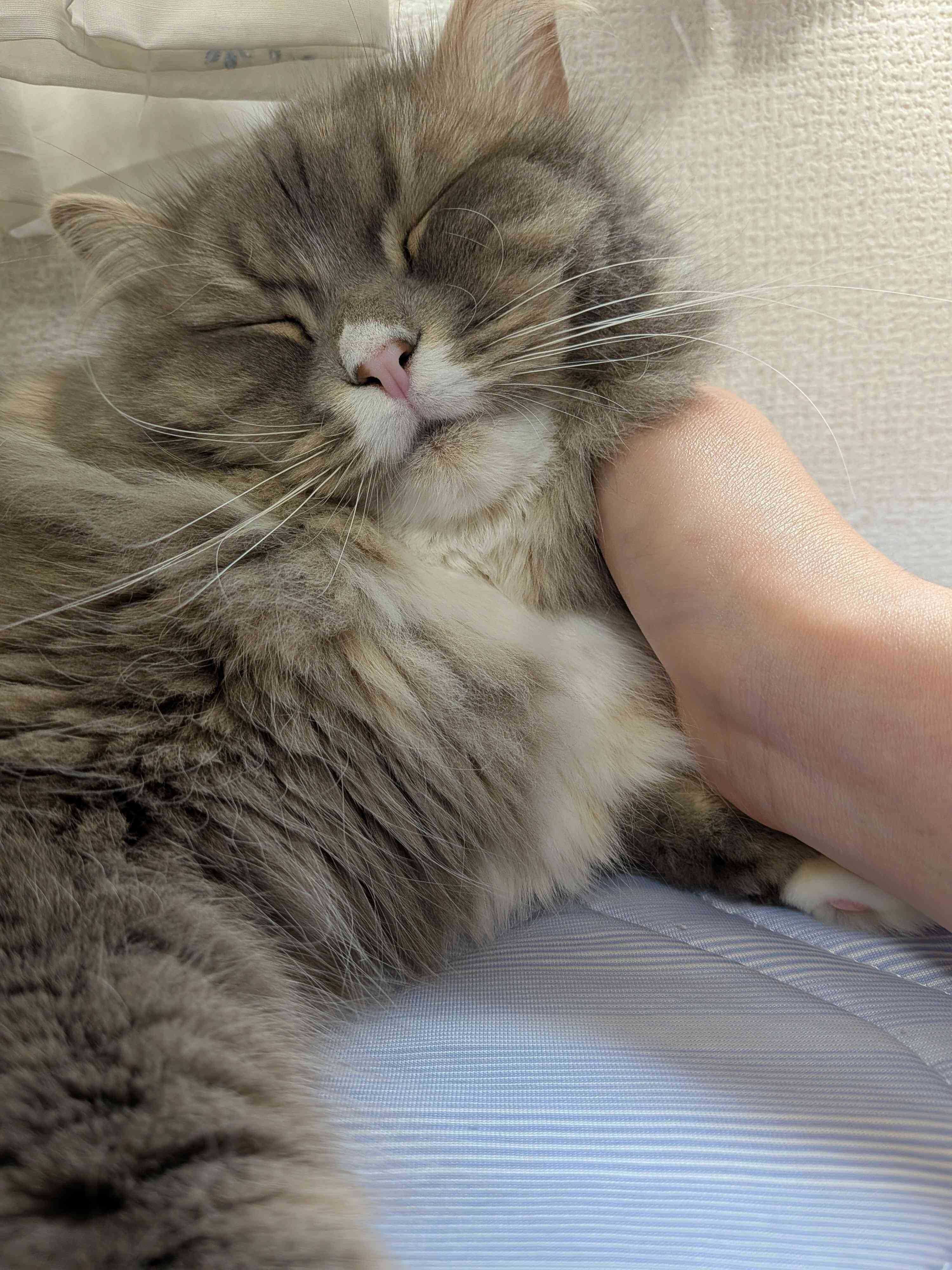 飼い主に甘えるサイベリアン