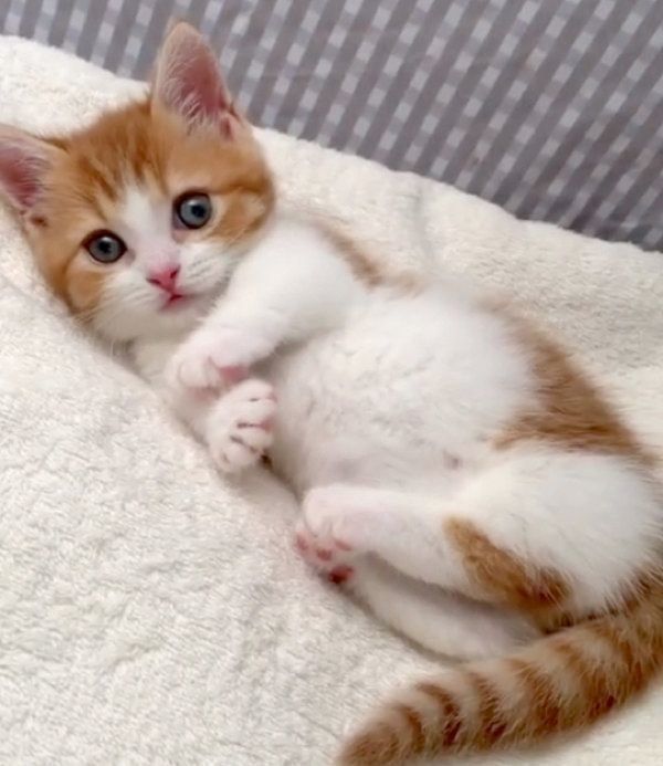 ごろごろするマンチカン