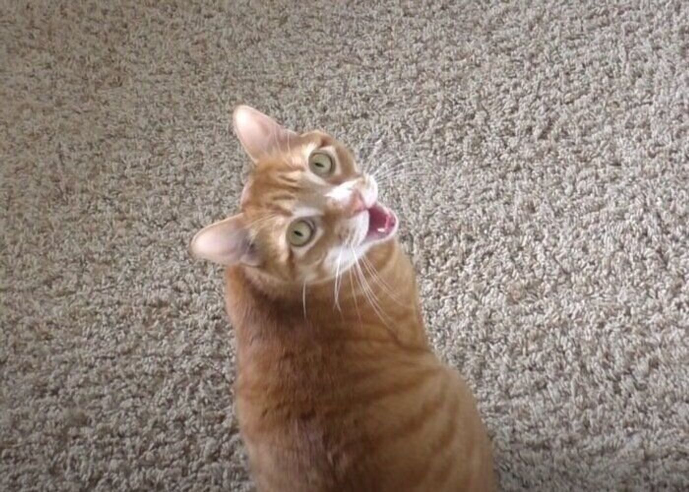 猫が出す7つの鳴き方ってどんな声 猫たちの日常から鳴き声をまとめた動画がすごい ねこのきもちweb Magazine