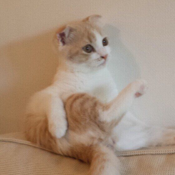 スコティッシュフォールドのななちゃん