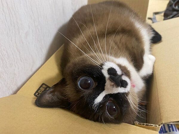 箱に入るみたらしちゃん