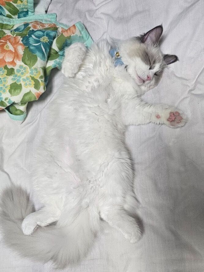 布団の上で寝るラグドール