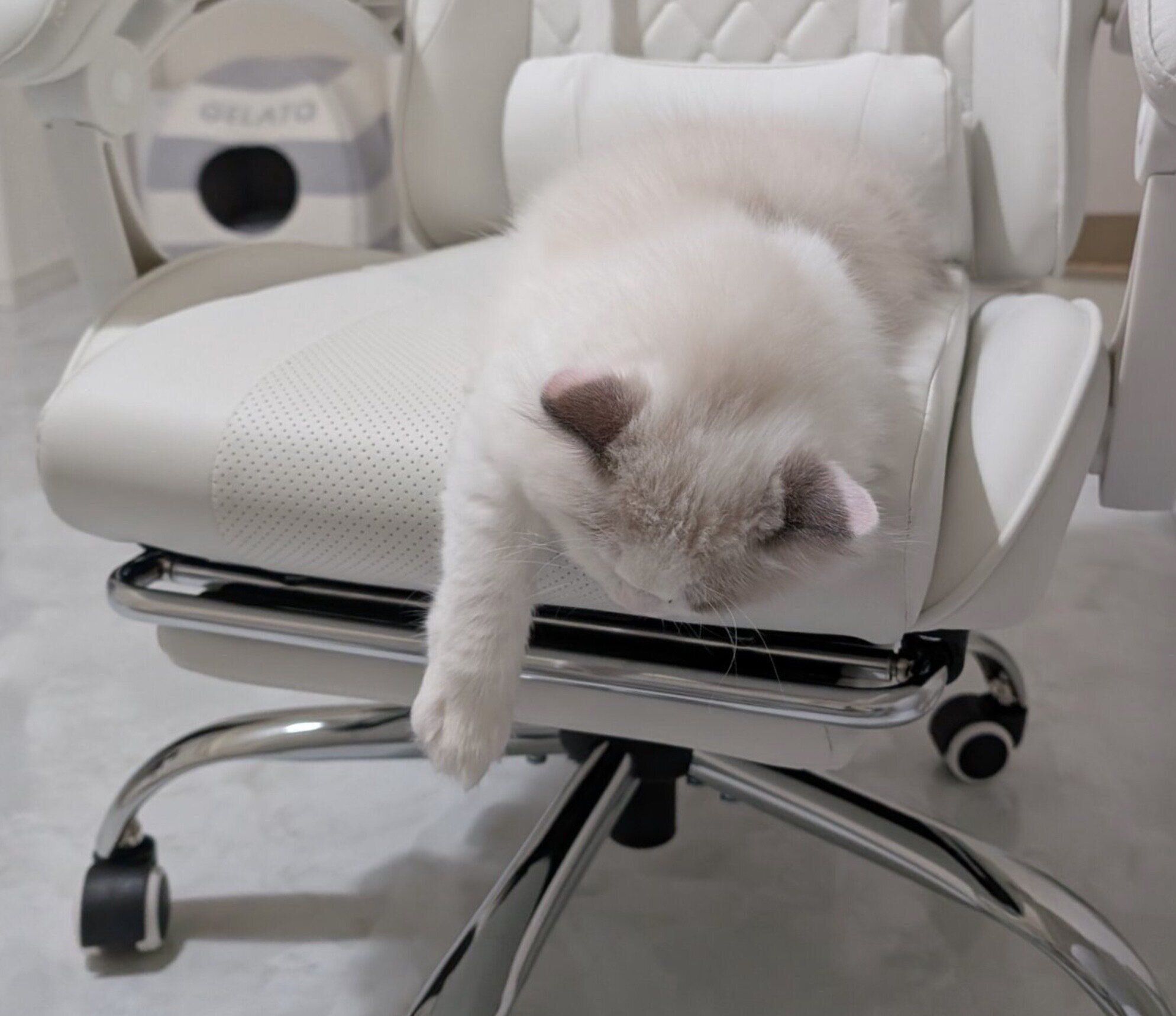 スゴい体勢で眠るベルくん