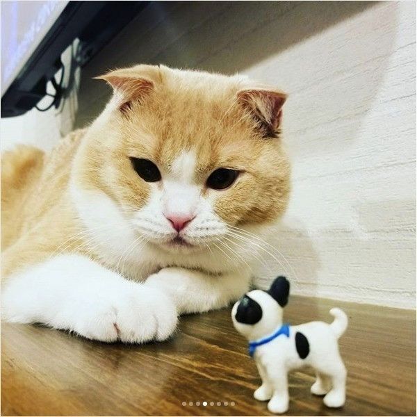 ワンコのおもちゃと戦うニャンコ