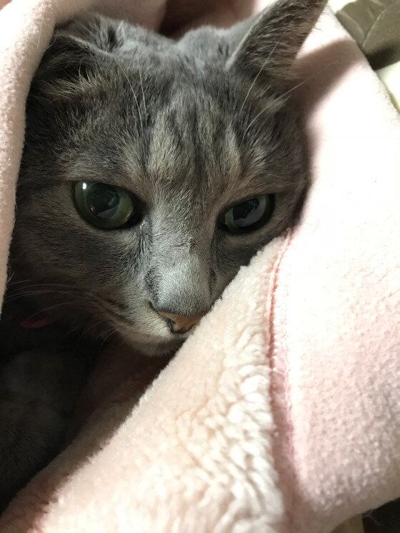毛布にくるまるMIXグレーのココ