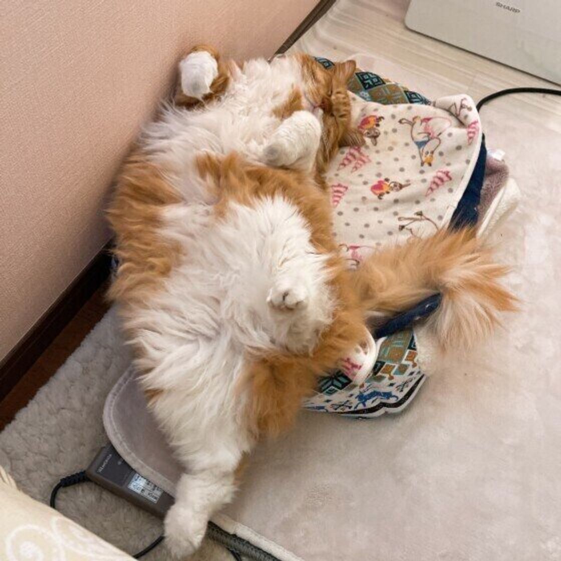 へそ天 お腹ぺた ん 暑い日の猫のかわいい寝姿には理由があった ねこのきもちweb Magazine へそ天 お腹ぺた ん 暑い日の猫のかわいい寝姿には理由があった ねこのきもちweb Magazine