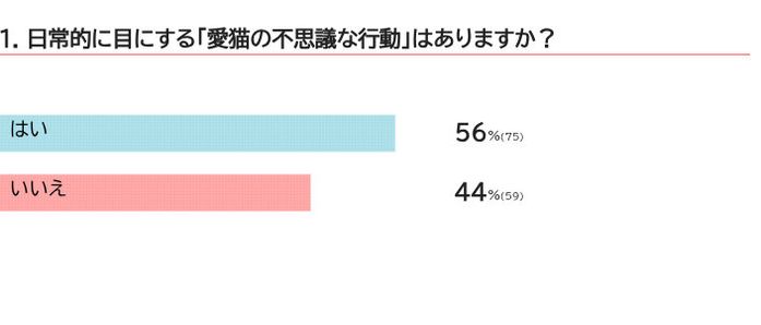 愛猫は不思議な行動をしますか?