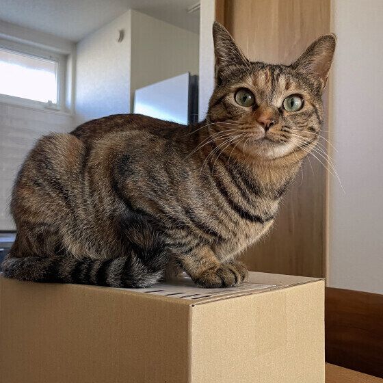 箱の上にのるMIX猫