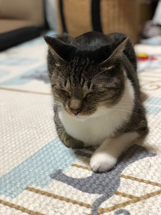 目をつむるキジトラ