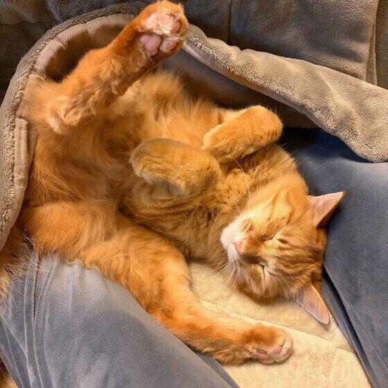 リラックスして寝る茶トラ猫