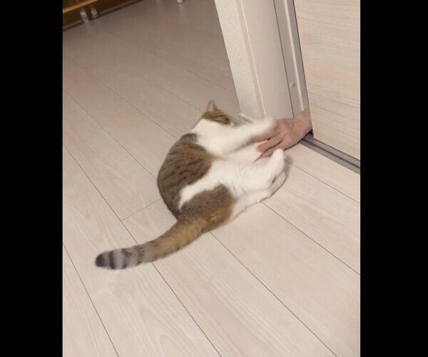 寝る前におばあちゃんと遊ぶチャぺくん