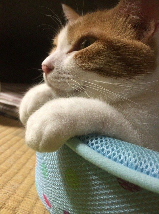 ねこのきもち投稿写真ギャラリー