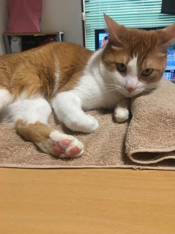 ねこのきもち投稿写真ギャラリー