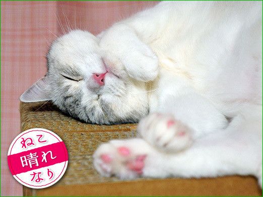 うにまむさんに一問一答スペシャル第2弾 本日もねこ晴れなりvol 14 ねこのきもちweb Magazine