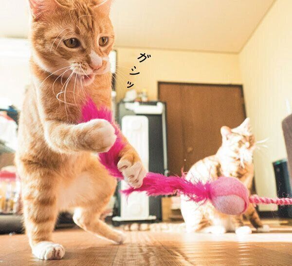 おもちゃで遊ぶ猫