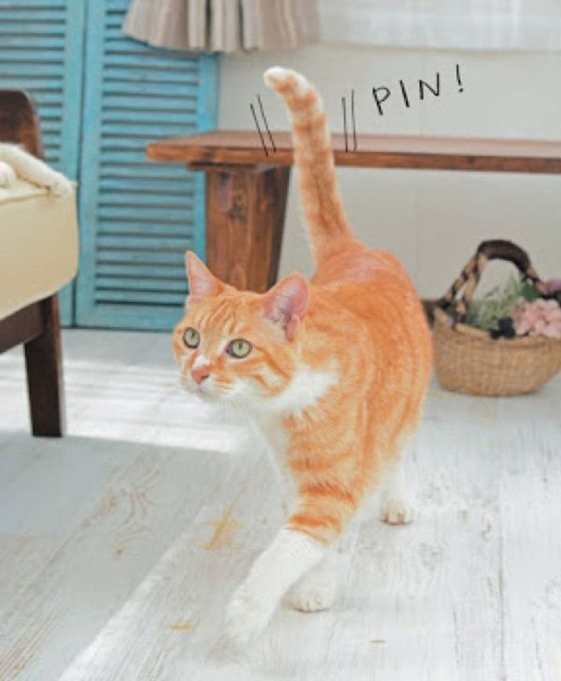 しっぽの動き でわかる6つの猫の気持ち ねこのきもちweb Magazine しっぽの動き でわかる6つの猫の気持ち ねこのきもちweb Magazine