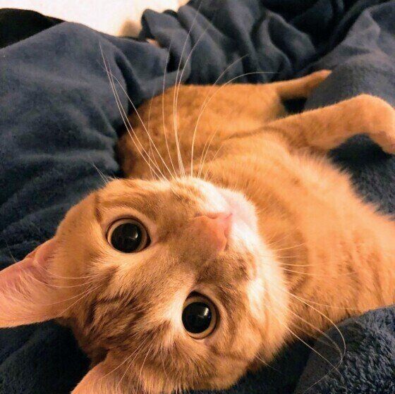 見つめる茶トラ