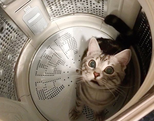 洗濯機の中に入る猫
