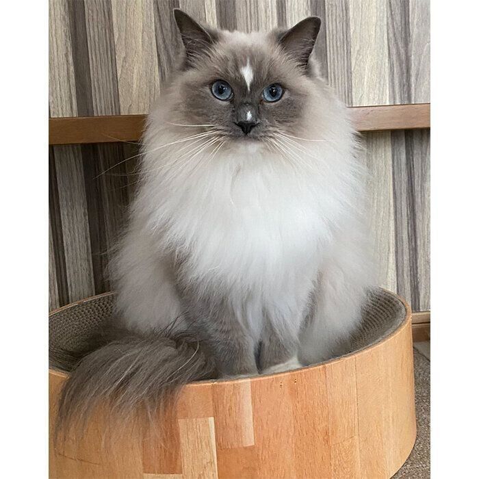 ベッドに座るカビちゃん