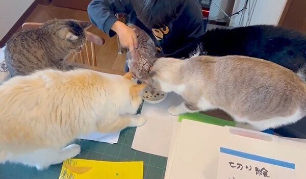 猫たちにごはんをあげる息子さん