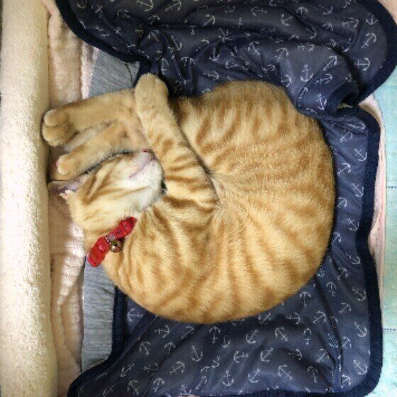 アンモニャイトで眠る茶ちゃ。くん