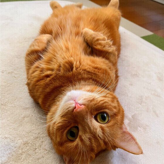 マンチカンの茶々丸くん