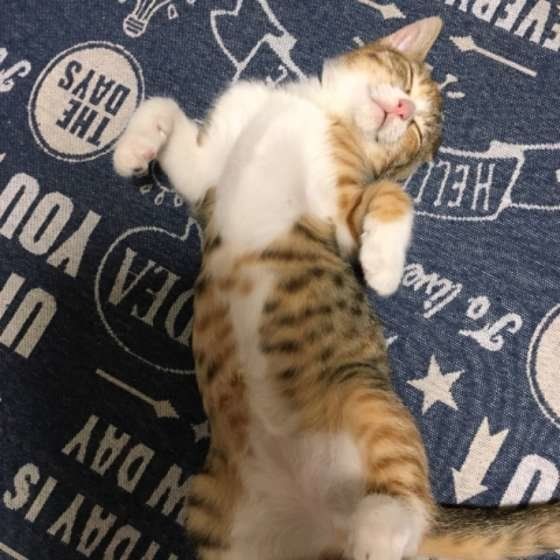 天使のようなキティちゃん