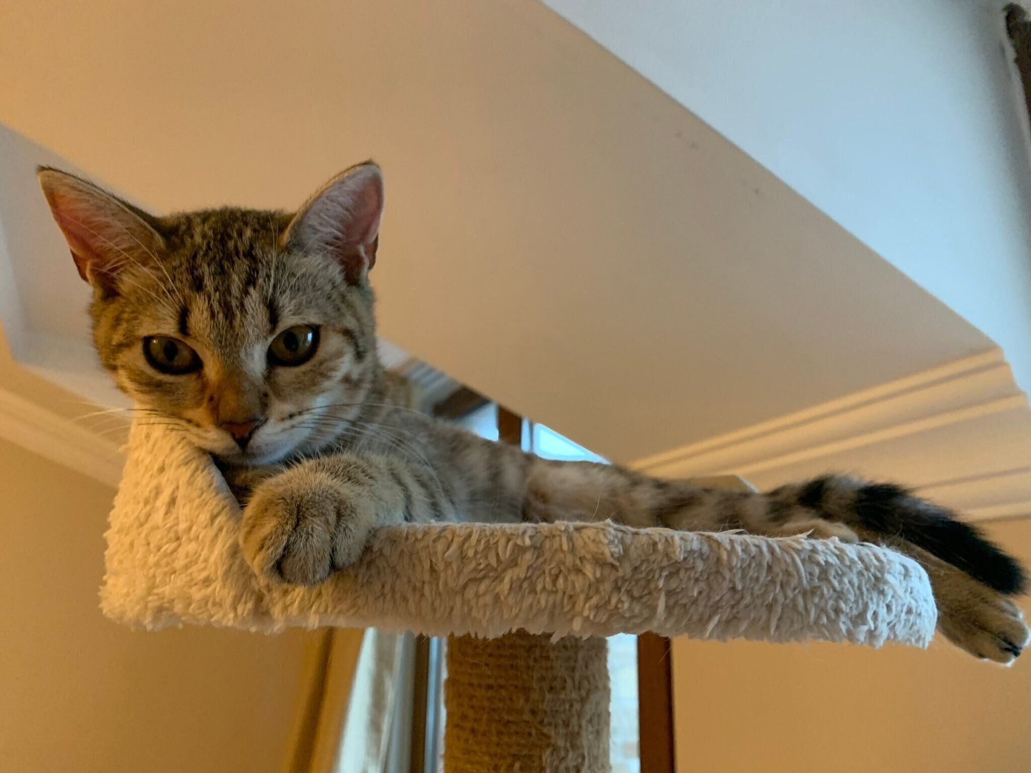 猫タワーでくつろぐきつねちゃん