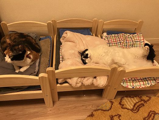 わが家の猫たちの寝室使いこなし術
