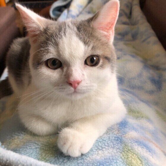 ふみふみするスコティッシュフォールド