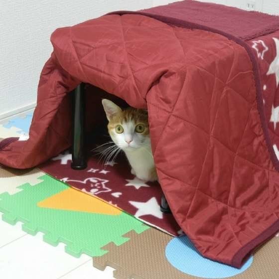 コタツに入るおちびくん