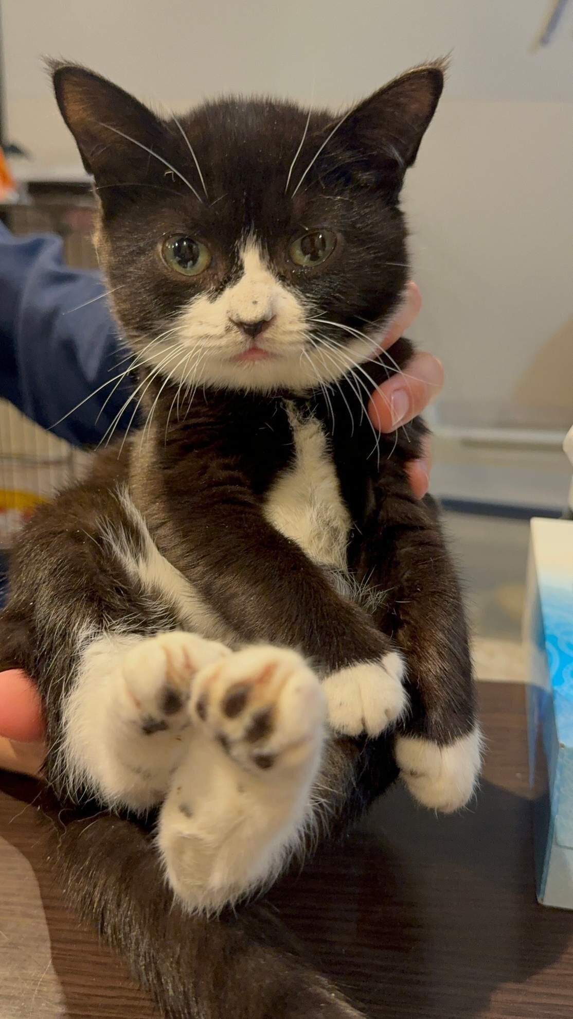 写真提供／子猫園ベルソーデシャトンズ