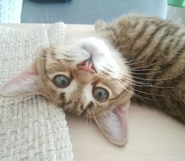 寝転がるもんちゃん