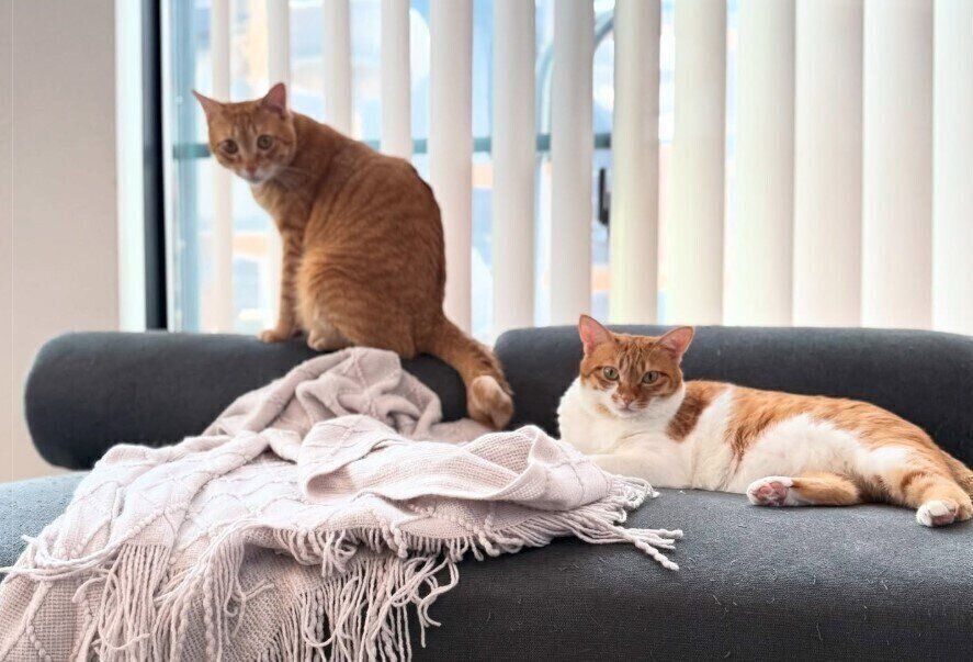 ソファでくつろぐ2匹の猫