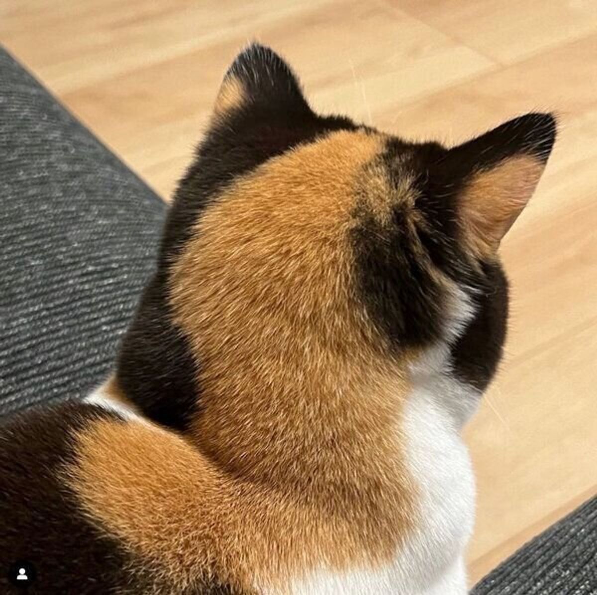 後頭部が愛らしい とsnsで話題の猫 成長ビフォーアフターにキュン ねこのきもちweb Magazine 後頭部が愛らしい とsnsで話題の猫 成長ビフォーアフターにキュン ねこのきもちweb Magazine