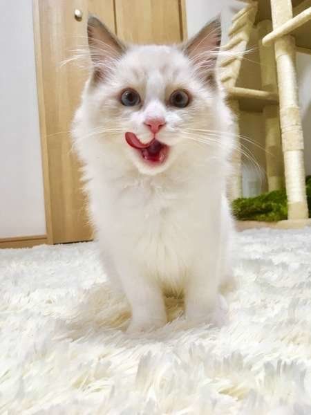 満足げな顔を見せるラグドールのおしろ