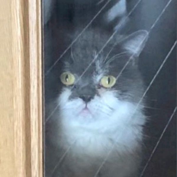 廊下に締め出されるブリティッシュショートヘア