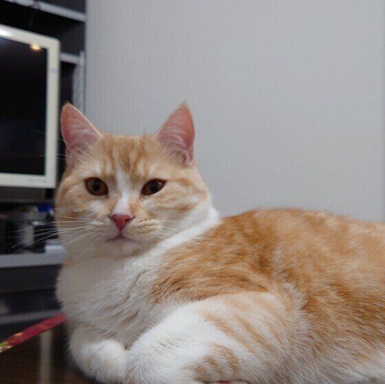 まったりするスコティッシュフォールド