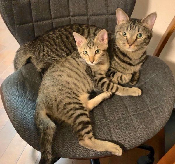 寄り添うサボちゃんとコルちゃん